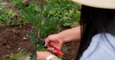 Nestlé siembra 2 millones de árboles en Centroamérica para frenar la deforestación