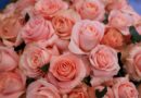 Flores guatemaltecas florecen en el mercado mundial por el Día de la Madre