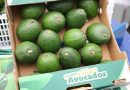 Guatemala busca exportar aguacate a Asia y proyecta crecer 15%