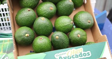 Guatemala busca exportar aguacate a Asia y proyecta crecer 15%