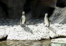 Zoológico La Aurora presenta a Jorge y Carlos, dos nuevos pingüinos de Humboldt nacidos en Guatemala