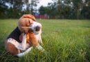 Lo que la piel de tu mascota puede estar intentando decirte