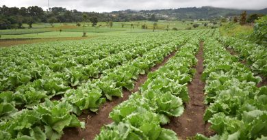 Agricultores deben anticiparse al cambio climático para proteger cosechas