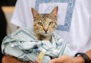 Más de 11 mil gatos castrados con apoyo de Purina Cat Chow