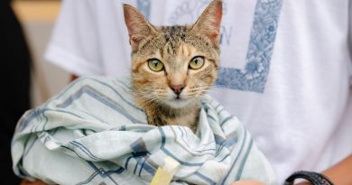 Más de 11 mil gatos castrados con apoyo de Purina Cat Chow