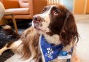 Mayo Clinic: Perros de terapia pueden ayudar en la rehabilitación de pacientes tras un ACV