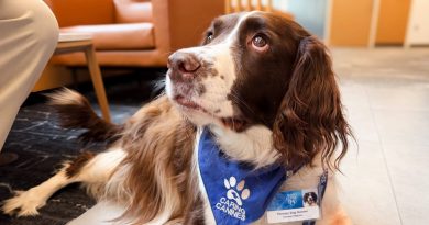 Mayo Clinic: Perros de terapia pueden ayudar en la rehabilitación de pacientes tras un ACV